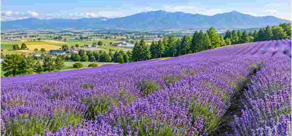 Hokkaido Summer Travel Destinations: My Field Guide to Scenic Roads and Wild Lakes