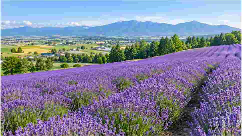 Hokkaido Summer Travel Destinations: My Field Guide to Scenic Roads and Wild Lakes