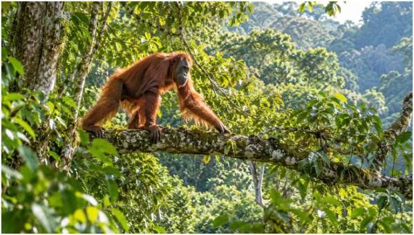 Trekking with Orangutans in Bukit Lawang