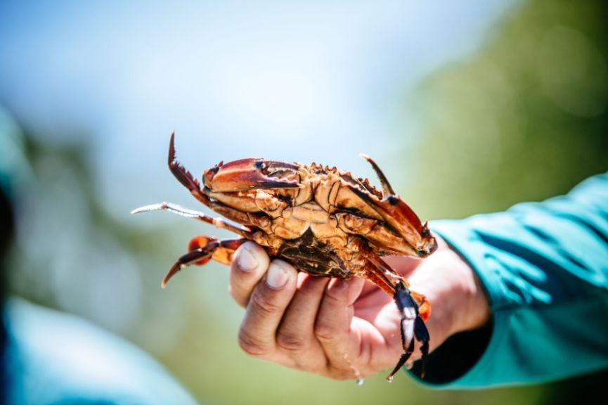 Why Should You Follow the Andouille Trail Through the River Parishes